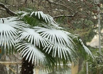 В предгорьях Сочи ожидается налипание мокрого снега 4 марта