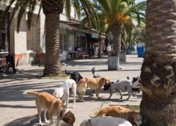 С 16 марта в Сочи пройдут рейды по отлову собак: список улиц