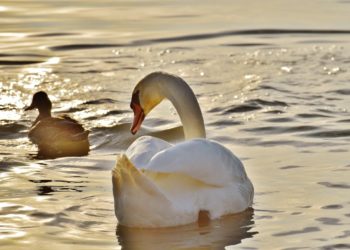 Жители Кубани рассказали об убийстве трех лебедей