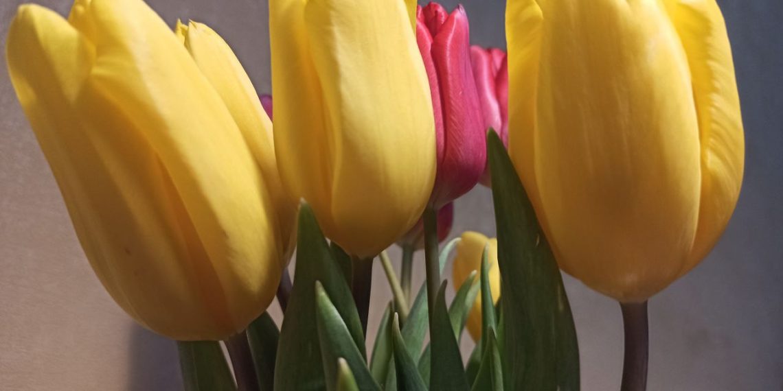 Тюльпаны на луковицах и веточки магнолии: тренды 8 Марта-2026 в Краснодаре