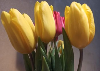 Тюльпаны на луковицах и веточки магнолии: тренды 8 Марта-2026 в Краснодаре