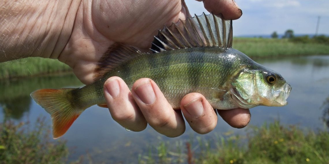 В Краснодаре бомж жарил рыбу на остановке и приставал к людям