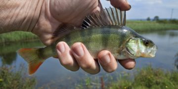 В Краснодаре бомж жарил рыбу на остановке и приставал к людям