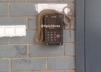 В Краснодаре змея забралась на домофон