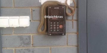 В Краснодаре змея забралась на домофон