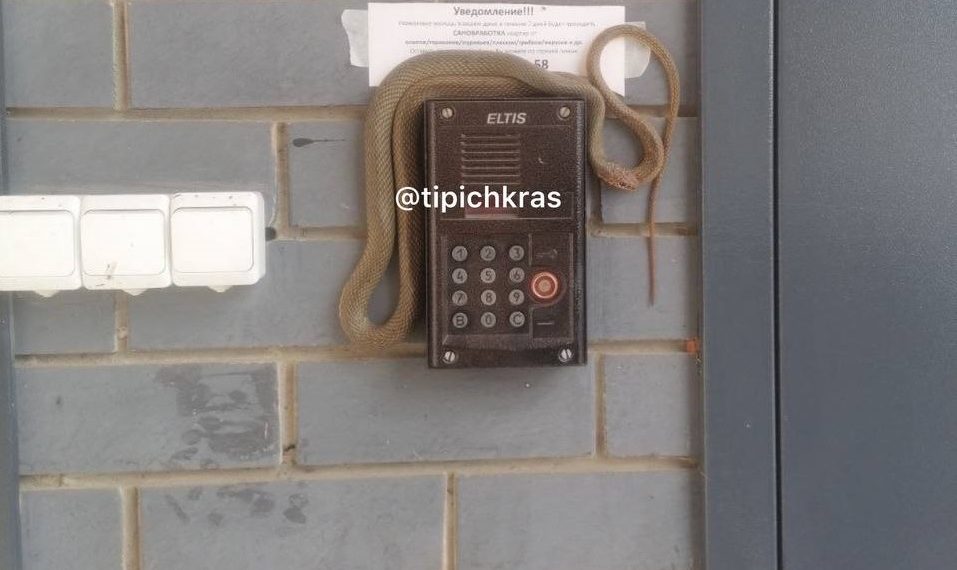 В Краснодаре змея забралась на домофон