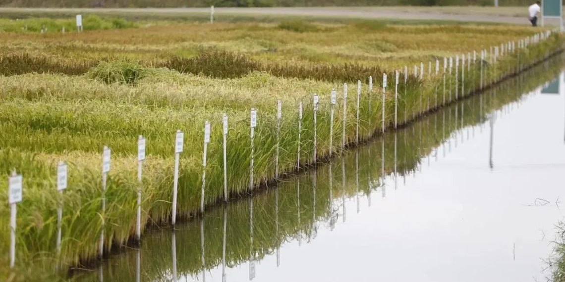 Кондратьев: на Кубани засеют рисом около 100 тысяч гектаров земли в 2026 году