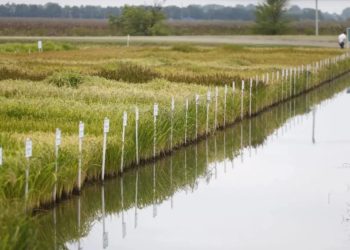 Кондратьев: на Кубани засеют рисом около 100 тысяч гектаров земли в 2026 году