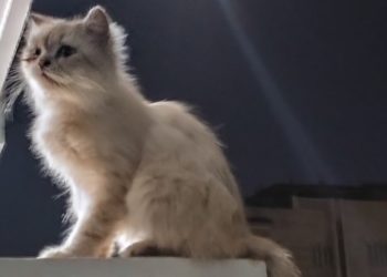 Краснодарцы рассказали о выброшенном из окна коте