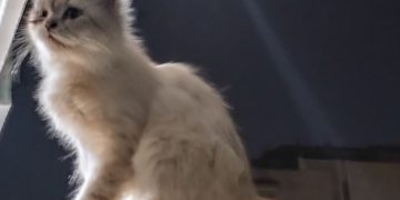 Краснодарцы рассказали о выброшенном из окна коте