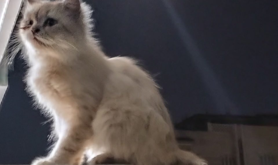 Краснодарцы рассказали о выброшенном из окна коте