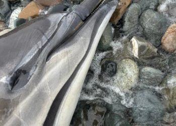 Центр «Дельфа» бьет тревогу из-за рекордной гибели дельфинов на Кубани