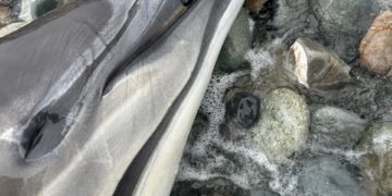 Центр «Дельфа» бьет тревогу из-за рекордной гибели дельфинов на Кубани