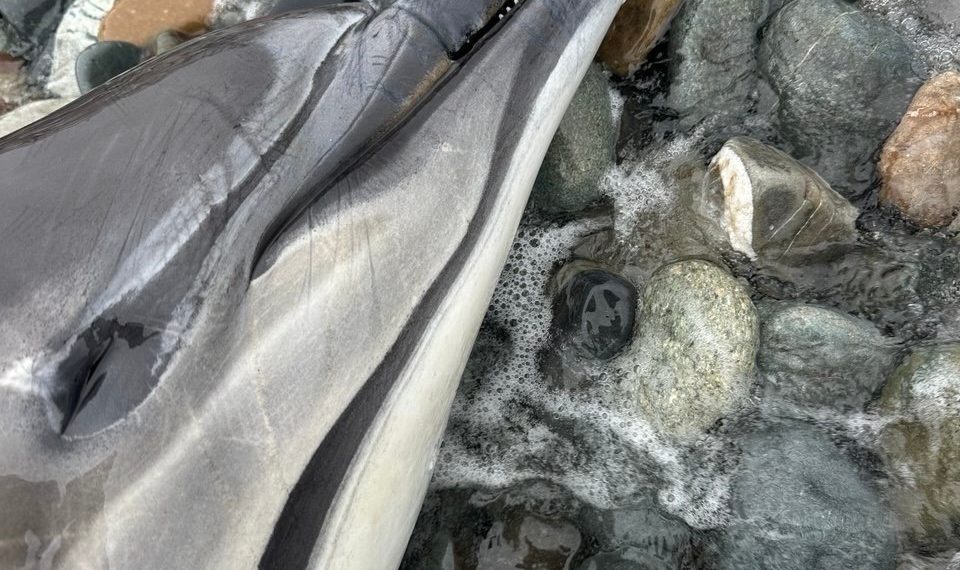 Центр «Дельфа» бьет тревогу из-за рекордной гибели дельфинов на Кубани