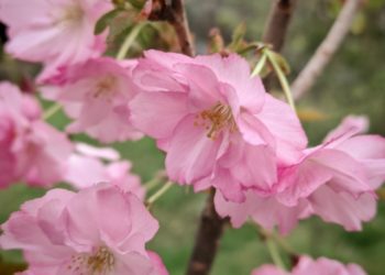 В сочинском «Дендрарии» цветёт сакура с самой необычной биографией на свете