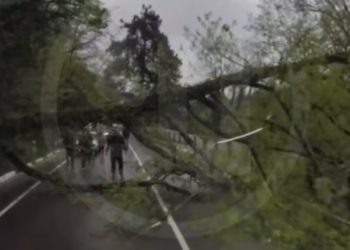 Дерево рухнуло на дорогу в Сочи