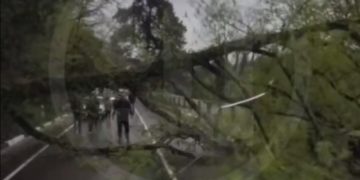 Дерево рухнуло на дорогу в Сочи