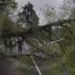 Дерево рухнуло на дорогу в Сочи