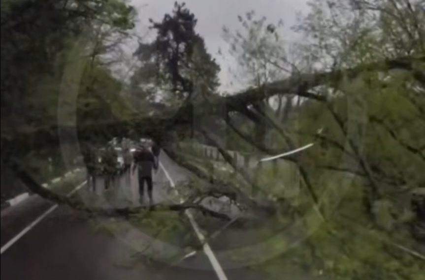 Дерево рухнуло на дорогу в Сочи