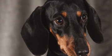 В Краснодаре неизвестные отравили собак