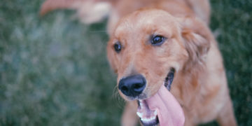 Жители Анапы сообщили о расстреле трех собак