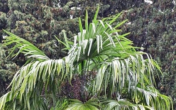 В Сочи ожидаются дожди и ветер до 18 м/с 9 апреля