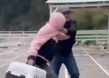 В Туапсе неизвестный напал на волонтеров, вывозивших с пляжа животных