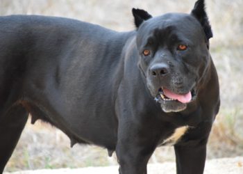 В Сочи полицейские застрелили агрессивную собаку
