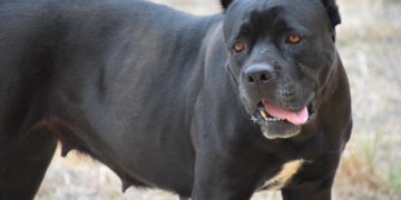 В Сочи полицейские застрелили агрессивную собаку