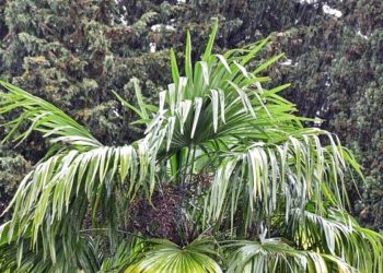 В Сочи ожидается сильный дождь 22 апреля