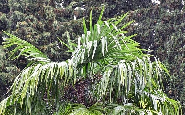 В Сочи ожидается сильный дождь 22 апреля