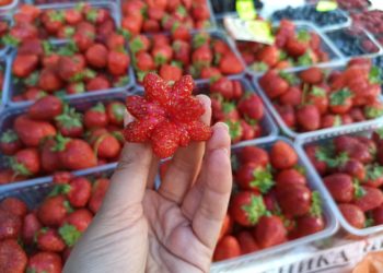 В Москве импортную клубнику переупаковывают под видом кубанской