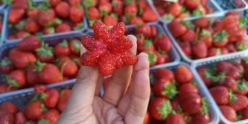 В Москве импортную клубнику переупаковывают под видом кубанской