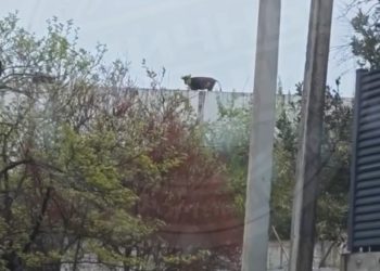 В Сочи корова забралась на крышу недостроя