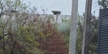 В Сочи корова забралась на крышу недостроя