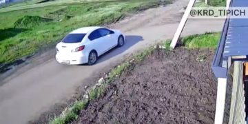 Краснодарцы рассказали о мужчине, который привез кота на растерзание псам