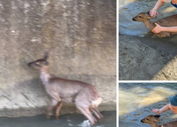 Жители Дагомыса спасли из реки перепуганного олененка