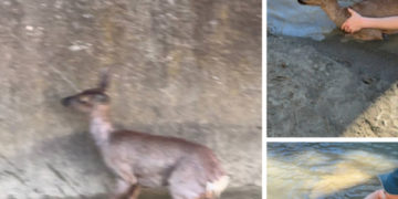 Жители Дагомыса спасли из реки перепуганного олененка