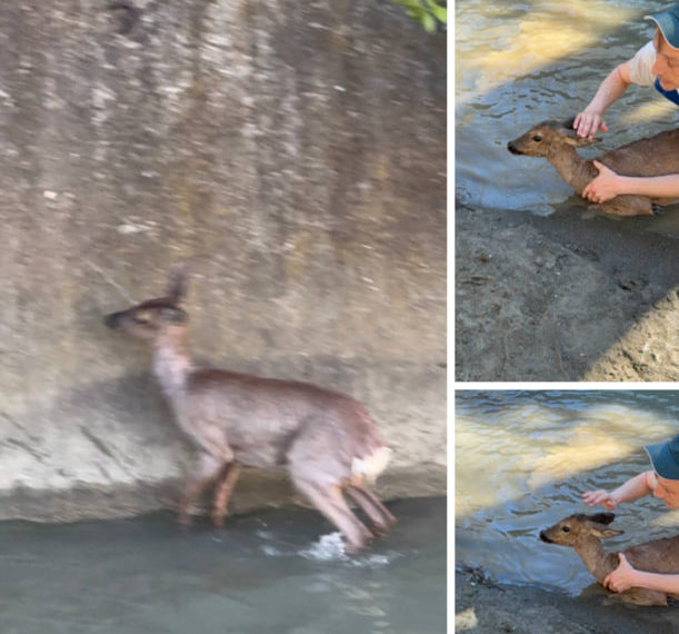 Жители Дагомыса спасли из реки перепуганного олененка