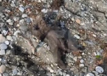 На пляже в Сочи нашли мертвого медвежонка