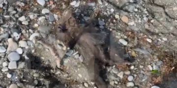 На пляже в Сочи нашли мертвого медвежонка