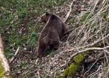 В Сочи сняли на видео медведя