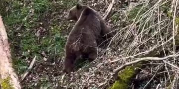 В Сочи сняли на видео медведя