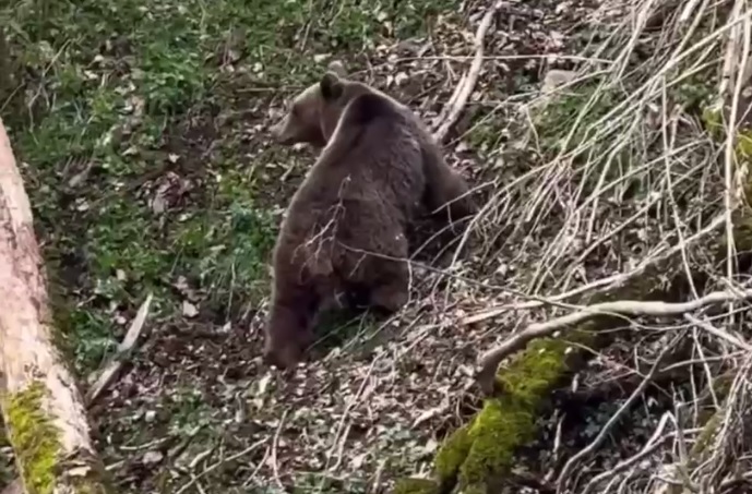В Сочи сняли на видео медведя