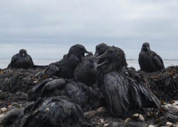 Оперштаб: Новое пятно нефтепродуктов движется к берегу Анапы и Витязево