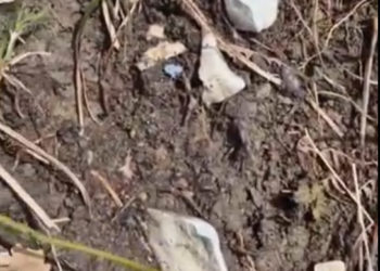 В Туапсе поисковики наткнулись на испражнения Леры, пропавшей после удара БПЛА