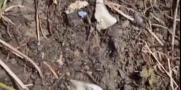 В Туапсе поисковики наткнулись на испражнения Леры, пропавшей после удара БПЛА