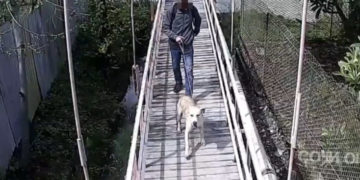 В Сочи мужчина привязал пса к забору с пакетом еды и предательски бросил