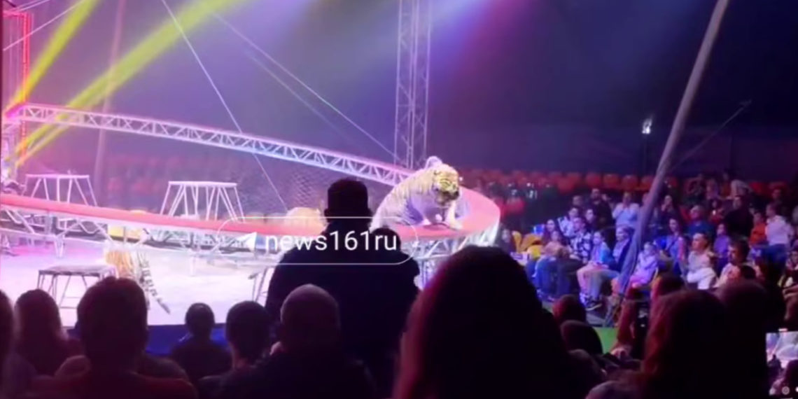 Стали известны подробности инцидента с тигром в Ростове: родители закрыли детей