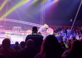 Стали известны подробности инцидента с тигром в Ростове: родители закрыли детей